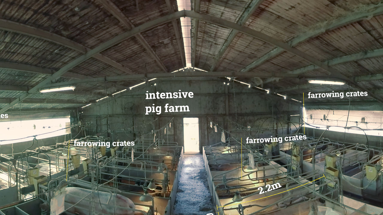 High angled shot of intensive pig farming setup with farrowing crates.